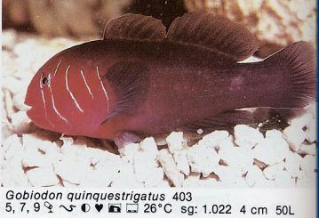 Gobiodon quinquestrigatus